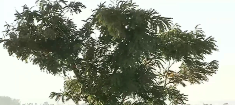 ÚLTIMO FINAL DE SEMANA FOI O MAIS GELADO DO ANO; PONTEIROS MARCARAM 6 °C EM CATALÃO E EM MUITOS LUGARES HOUVE REGISTRO DE GEADAS