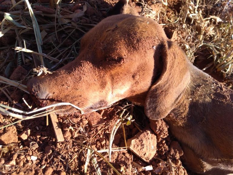 CACHORRO É ENCONTRADO ENTERRADO VIVO EM CATALÃO