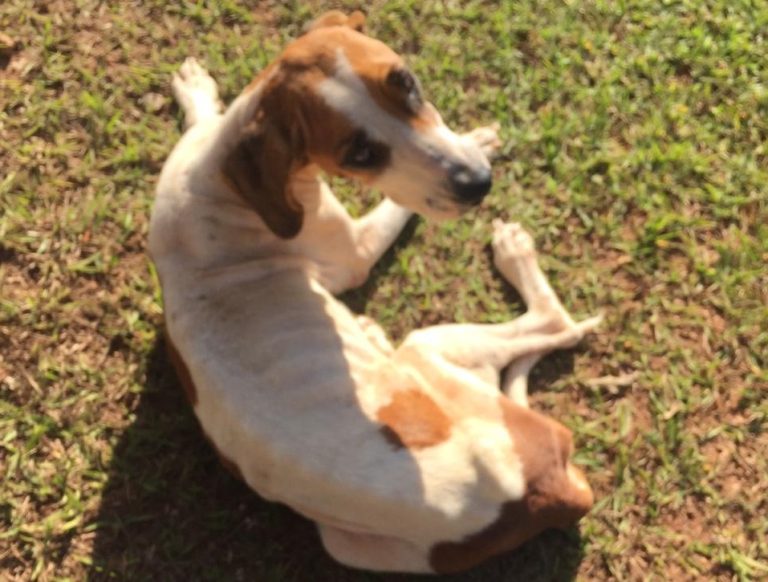 EM TRÊS RANCHOS, POLÍCIA CIVIL EM OPERAÇÃO ENCONTRAM CÃES EM SITUAÇÃO DE ABANDONO; ANIMAIS FORAM AMPARADOS PELA SECRETARIA DE MEIO AMBIENTE