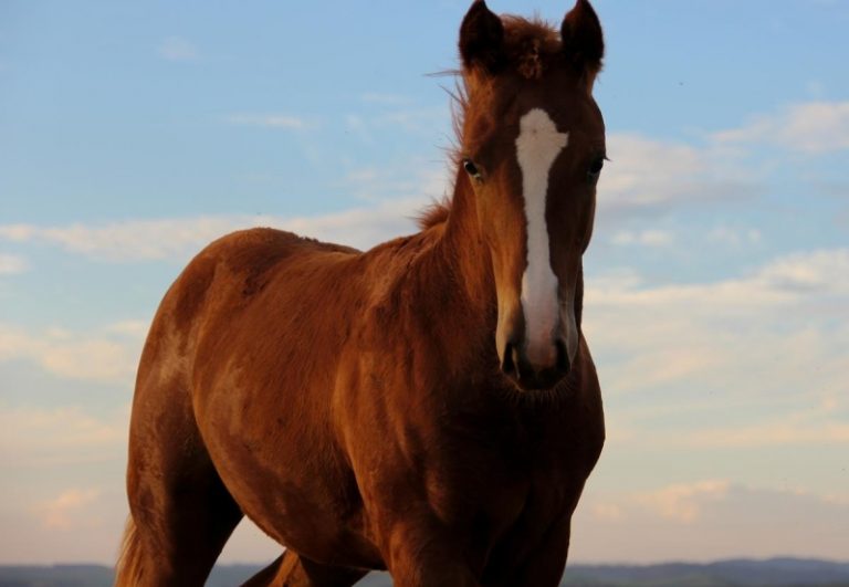 ASSOCIAÇÃO DOS CRIADORES DE CAVALOS DE RAÇA DE CATALÃO (ACCRC), CONVOCA ASSOCIADOS PARA ELEIÇÃO PARA ESCOLHA DA NOVA DIRETORIA; VOTAÇÃO SERÁ NO PRÓXIMO DIA 16