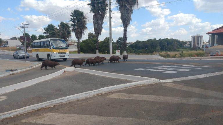 CAPIVARAS DA REPRESA DO HALEY RESOLVERAM DAR UM ROLEZINHO E CHAMOU A ATENÇÃO AO ATRAVESSAREM A AVENIDA JOÃO NEVES VIEIRA