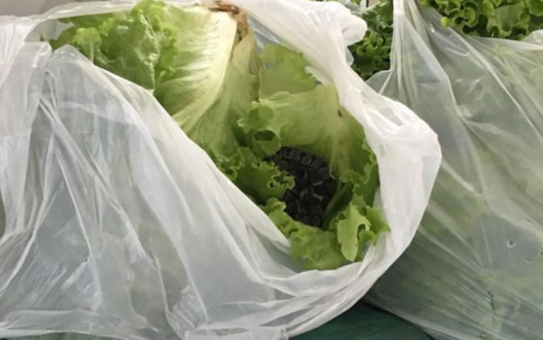 MORADORA DE GOIANÉSIA ENCONTRA COBRA JARARACA EM ALFACE