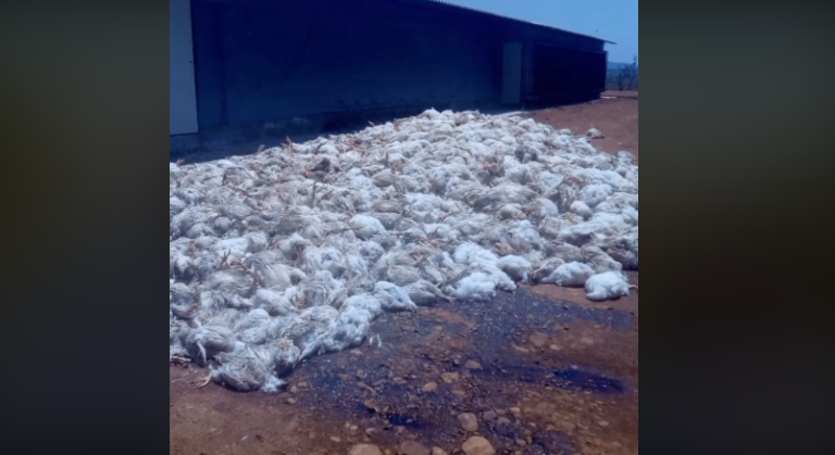 GOIÁS: POR FALTA DE ENERGIA ELÉTRICA, 46 MIL FRANGOS MORRERAM EM GRANJA DE AMERICANO DO BRASIL