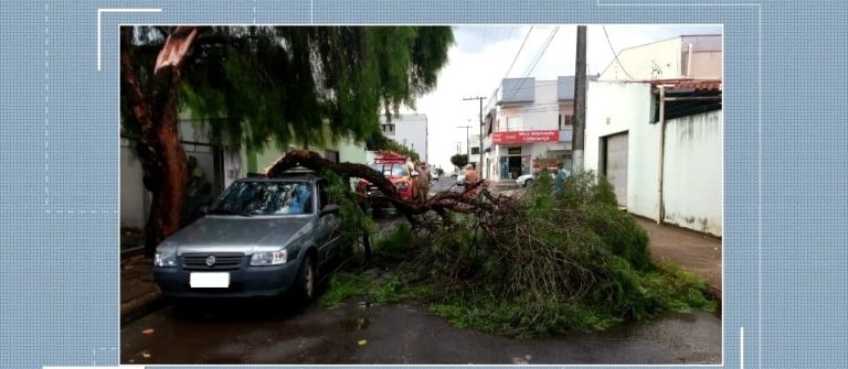 CATALÃO: ÁRVORE CAIU EM CIMA DE VEÍCULO NO ÚLTIMO SÁBADO (09/11)