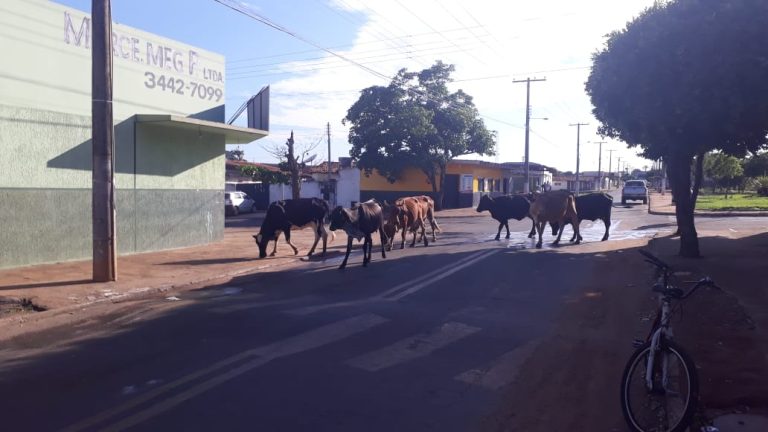 CATALÃO: LEITOR FLAGRA ANIMAIS BOVINOS EM RUA DO JARDIM PRIMAVERA