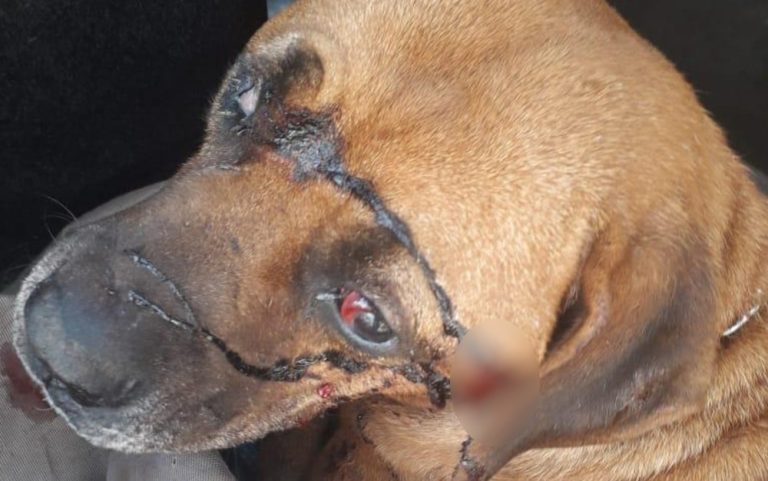 PIRES DO RIO: CACHORRO EM SITUAÇÃO DE RUA FOI ESFAQUEADO NA CABEÇA; GRUPO FAZ CAMPANHA PARA TRATAMENTO