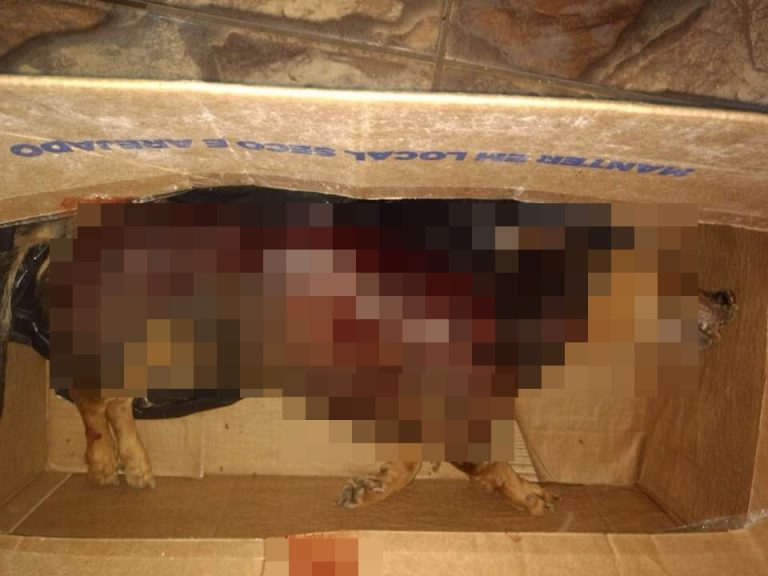 EM CATALÃO, CACHORRO DE ESTIMAÇÃO FOI MORTO APÓS SER ATACADO POR   PITBULLS DURANTE PASSEIO COM OS DONOS; DONA DE ANIMAL AFIRMA QUE PORTÃO DA CASA ESTAVA ABERTO