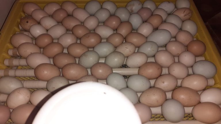 EM PARTIDA SEM GOLS, JOGO AMISTOSO ENTRE UBERLÂNDIA E CRAC DE CATALÃO NÃO SAIU DO ZERO A ZERO