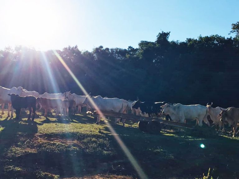 TRÊS RANCHOS: COMUNIDADE RURAL DO BOTAFOGO ESTÁ DESDE ÀS 15H DA ÚLTIMA QUARTA (22) SEM ENERGIA ELÉTRICA; JÁ SÃO 51 HORAS NO ESCURO