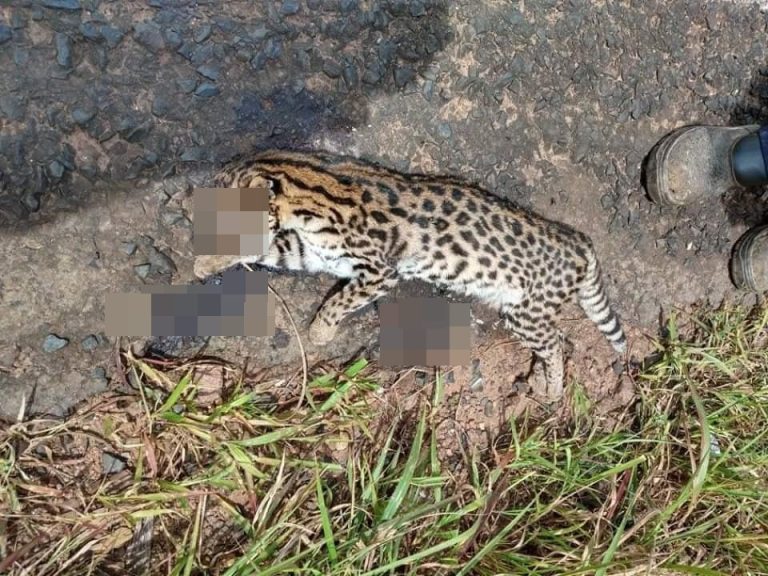 EM REDE SOCIAL DO BADIINHO, LEITORA REGISTRA FLAGRANTE DE FILHOTE DE ONÇA MORTA NA GO 330, ENTRE CATALÃO E OUVIDOR