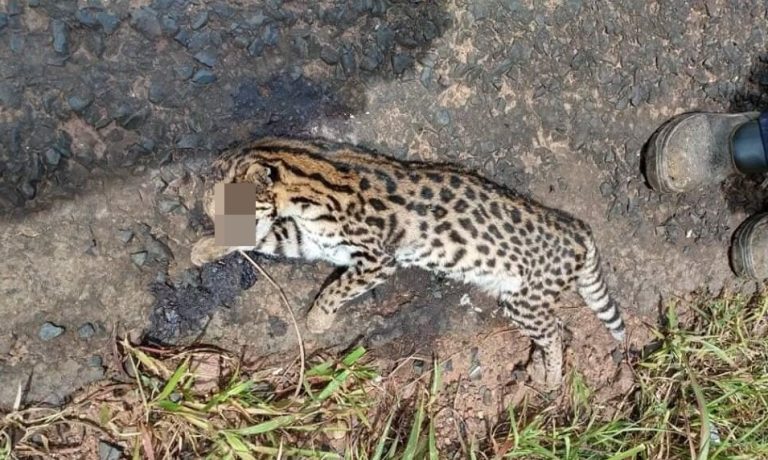 ANIMAL MORTO NA GO 330 NÃO ERA ONÇA, E SIM UM GATO-MARACAJÁ, AFIRMA VETERINÁRIO DO CETAS DE CATALÃO