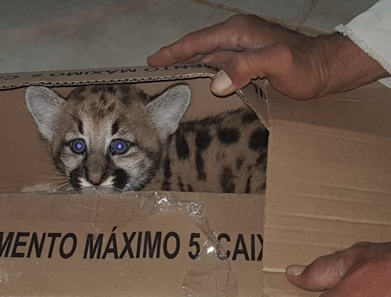 EM MENOS DE DOIS DIAS, DOIS FILHOTES DE ONÇAS FORAM ENCONTRADOS POR MORADORES DO SETOR MARCONI, EM CATALÃO