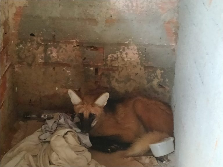 BOMBEIROS DE CATALÃO CAPTURAM LOBO-GUARÁ NO BAIRRO JARDIM PAULISTA