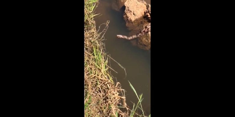 JIBOIA É AVISTADA NAS ÁGUAS DA REPRESA DO HALEY, NO COMPLEXO DO CLUBE DO POVO