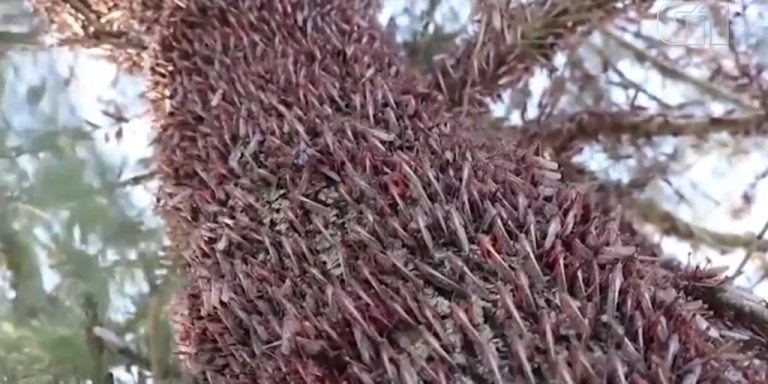 QUEDA DA TEMPERATURA ATRAPALHA DESLOCAMENTO DOS GAFANHOTOS AO BRASIL