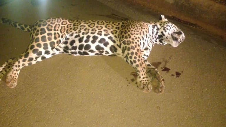ONÇA PINTADA MORRE ATROPELADA NA BR 050, EM IPAMERI