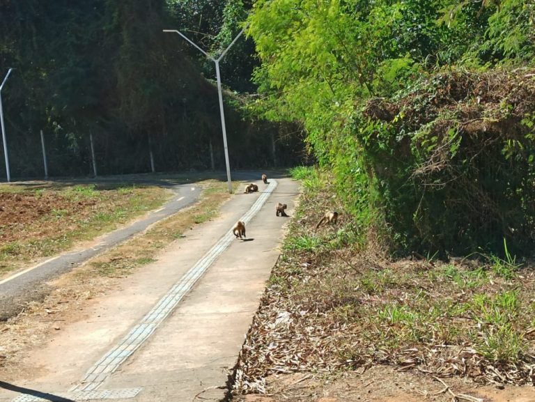 COISAS DE CATALÃO: HABITANTES DA MATA DO SETOR UNIVERSITÁRIO, MACAQUINHOS EMBELEZARAM A AVENIDA GERSON BARBOSA