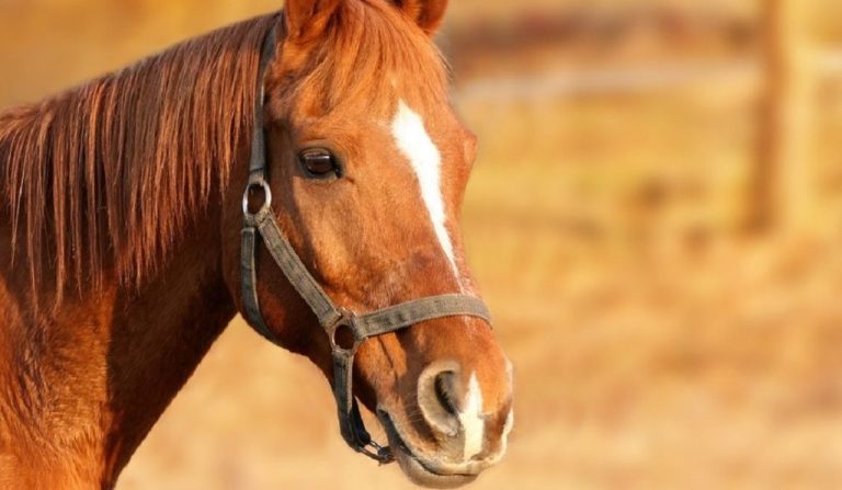 HOMEM DE 50 ANOS DE IDADE MORRE AO SER ARRASTADO POR CAVALO, EM CAMPO ALEGRE DE GOIÁS