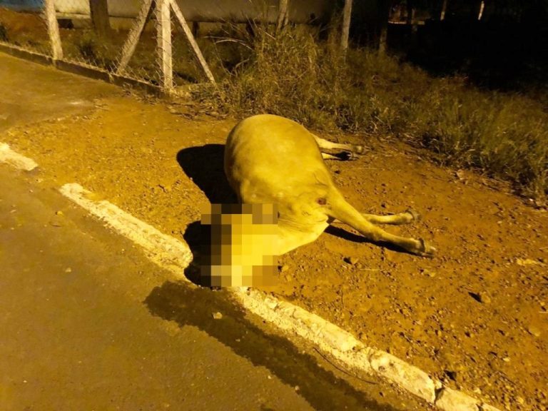 NOVILHA MORRE EM COLISÃO COM VEÍCULO NO CENTRO DE OUVIDOR