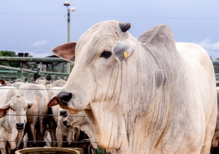 3º LEILÃO DE TOUROS MELHORADORES SERÁ REALIZADO EM DEZEMBRO PELO RANCHO BOI BRAVO