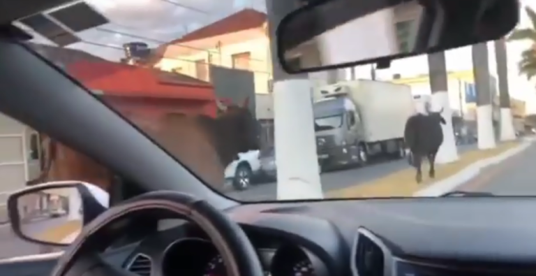 COISAS DE CATALÃO: ANIMAIS BOVINOS SÃO FLAGRADOS ANDANDO PELA AV. FARID MIGUEL SAFATLE, NO CENTRO DA CIDADE