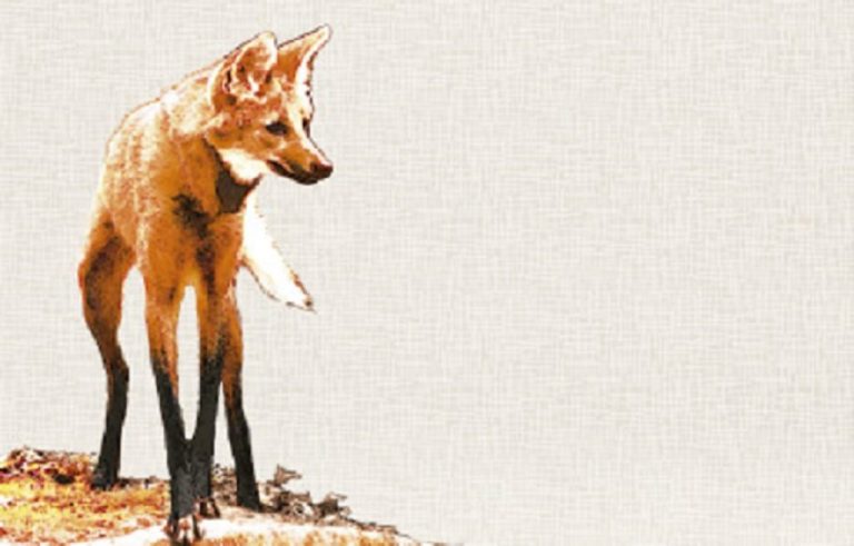 NOVA CÉDULA DE R$ 200 ENTRA EM CIRCULAÇÃO NA QUARTA-FEIRA