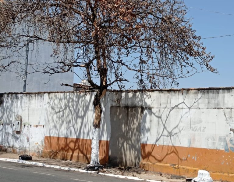 QUERO VER NO BLOG: COMERCIANTES PEDEM RETIRADA DE ÁRVORES QUE ESTÃO SEM VIDA E SOB AMEÇA DE QUEDAS
