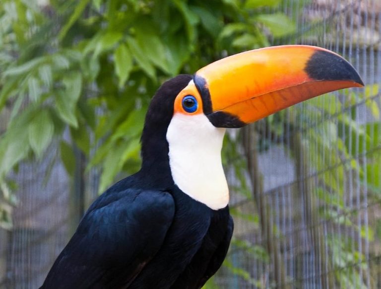 PRF EM CATALÃO AUXÍLIO EM RESGATE DE TUCANO ATROPELADO NA BR 050