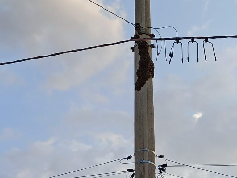EM CATALÃO, ABELHAS EM POSTE DE ENERGIA DEIXAM MORADORES DO SETOR MARCONI APAVORADOS