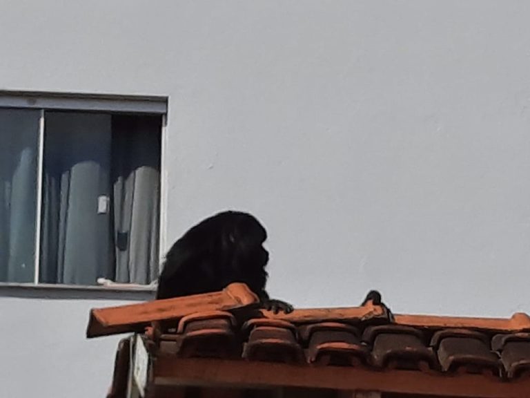 MACACO RESGATADO DO TELHADO DE UMA CASA EM CATALÃO É AVALIADO