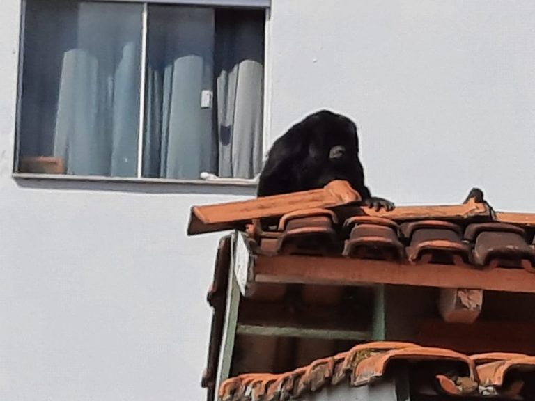 OPERAÇÃO PARA CAPTURA DE MACACO DUROU UMA HORA