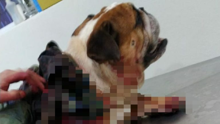 CACHORRO VÍTIMA DE UMA FACADA EM CATALÃOMORRE E PM PRENDE SUSPEITO