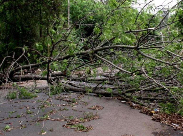 CHUVA COM VENTO DERRUBA CINCO ÁRVORES EM RODOVIAS DA REGIÃO