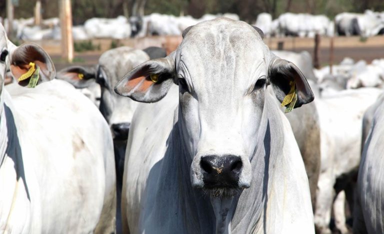 PRODUTOR RURAL TEM 40 CABEÇAS DE GADO FURTADAS