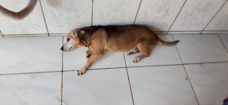 FAMÍLIA DO SUSPEITO DE MATAR O CÃO COM UMA FACADA SE DEFENDE