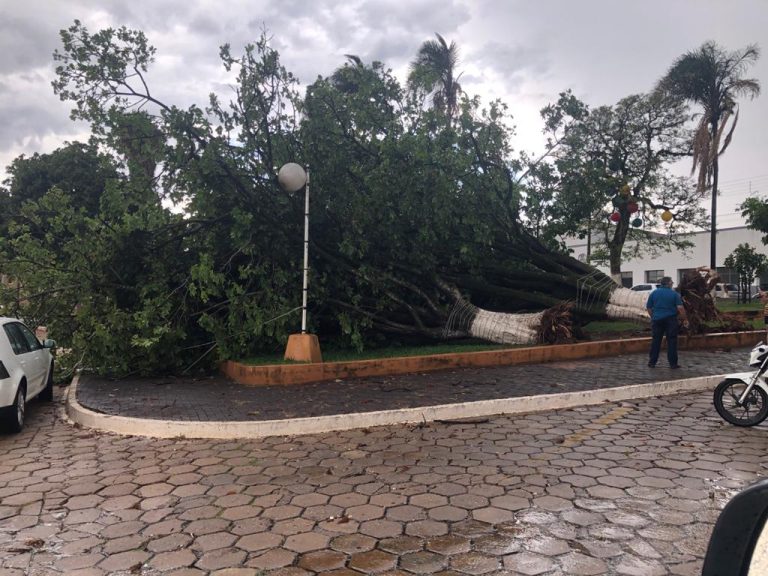 EM CATALÃO, VENTO DERRUBA ÁRVORES NA PRAÇA DA IGREJA VELHA MATRIZ