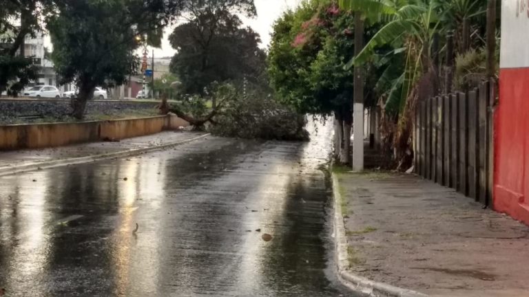 VENTO TAMBÉM DERRUBOU ÁRVORÉ NA MARGEM DA LINHA FÉRREA, NA REGIÃO CENTRAL DE CATALÃO