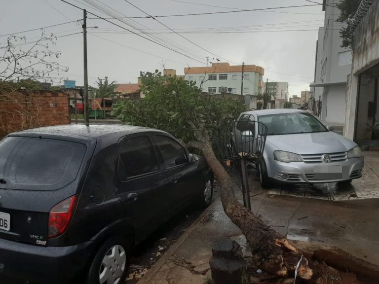 CHUVA DA TARDE DESSA QUINTA-FEIRA (03) PROVOCA DERRUBADA DE MAIS UMA ÁRVORE EM CATALÃO