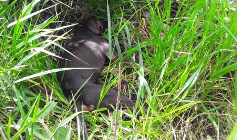 MAIS UM REGISTRO DE MAUS-TRATOS AOS ANIMAIS EM CATALÃO; CACHORRO É ENCONTRADO FERIDO EM LOTE NO SETOR BELA VISTA