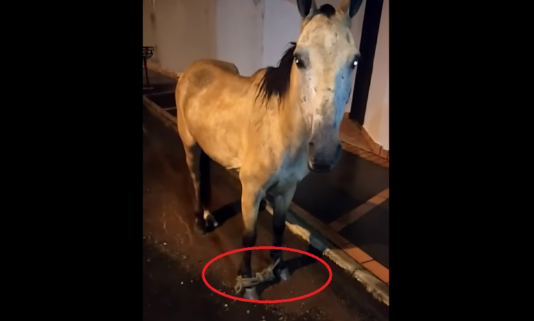 MAUS TRATOS AOS ANIMAIS: ÉGUA FOI ABANDONADA PRÓXIMO AO COLÉGIO ESTADUAL COM AS QUATRO PATAS AMARRADAS