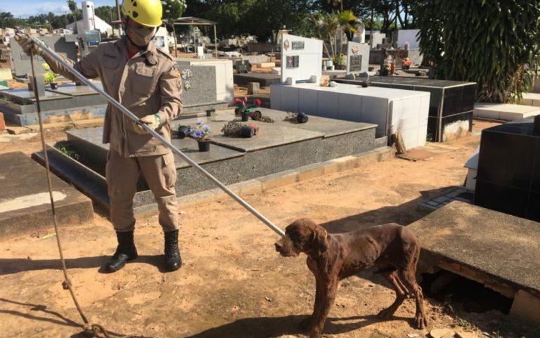 IPAMERI: CACHORRO É RESGATADO DE DENTRO DE TÚMULO DE CEMITÉRIO