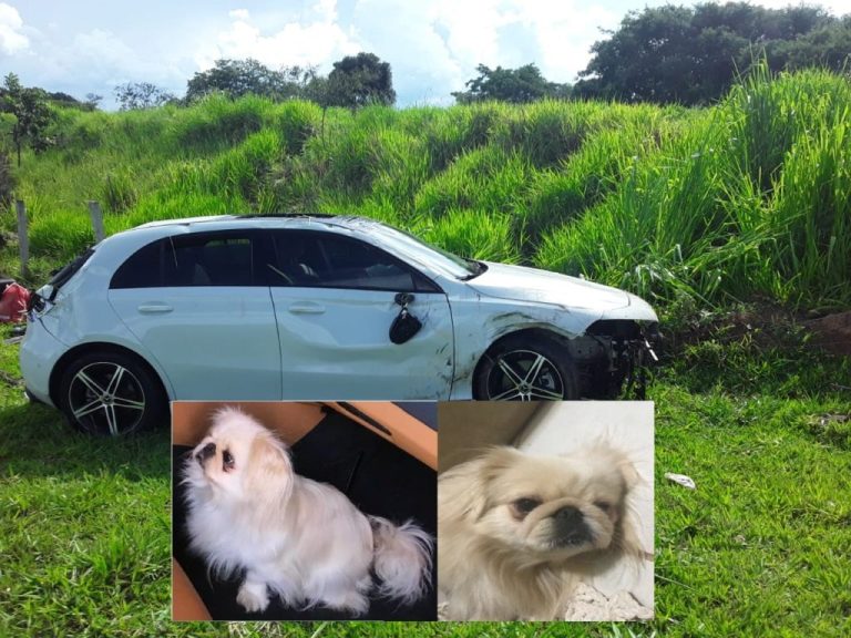 DEVOLVAM A LOLA: DONO DE CADELA PAGA RECOMPENSA DE R$ 1 MIL REAIS PARA QUEM ENCONTRÁ-LA; ANIMAL SUMIU APÓS CONDUTOR SOFRER ACIDENTE PRÓXIMO DE ARAGUARI-MG