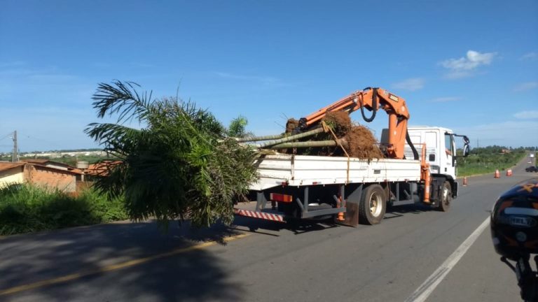PALMEIRAS COMEÇARAM A SEREM RETIRADAS PARA INÍCIO DAS OBRAS DE DUPLICAÇÃO DA GO 330, NA SAÍDA PARA GOIÂNIA: ESTRADA SERÁ DUPLICADA ATÉ A BARREIRA DA PRE