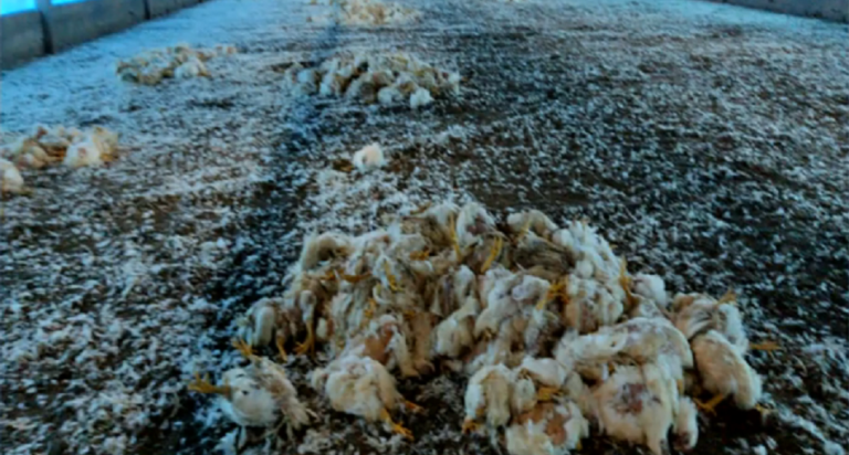 EM PIRES DO RIO, CERCA DE 10 MIL AVES MORRERAM POR FALTA DE ENERGIA ELÉTRICA; GRANJA FICOU MAIS DE 30 HORAS COM FORNECIMENTO INTERROMPIDO