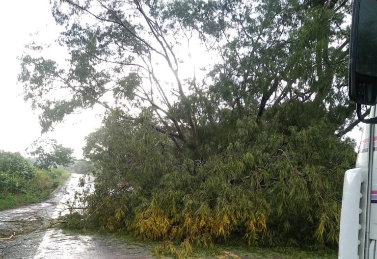 VENTO PROVOCA DERRUBADA DE ÁRVORES NA GO 305, ENTRE GOIANDIRA E CUMARI