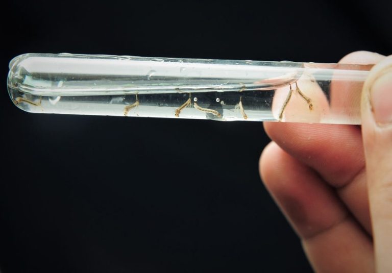 DE ACORDO COM DADOS DA SES-GO, 02 CASOS DE DENGUE JÁ FORAM CONFIRMADOS EM CATALÃO NESTE ANO, E OUTROS 14 NOTIFICADOS; VEJA TAMBÉM OS DADOS DE CIDADES DA REGIÃO SUDESTE