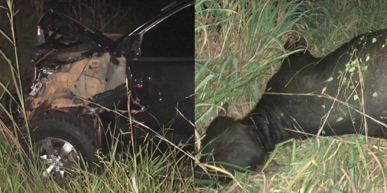 BÚFALOS SOLTOS PROVOCAM ACIDENTE NA GO 330, NO PERÍMETRO URBANO DE IPAMERI; UM CAPOTAMENTO E UMA SAÍDA DE PISTA TAMBÉM FORAM REGISTRADOS