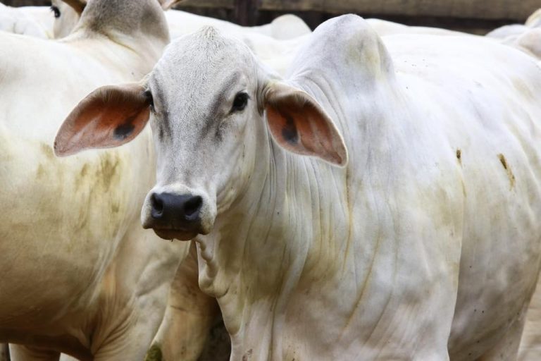 GOVERNO DO ESTADO INICIA PRIMEIRA ETAPA DE VACINAÇÃO CONTRA FEBRE AFTOSA