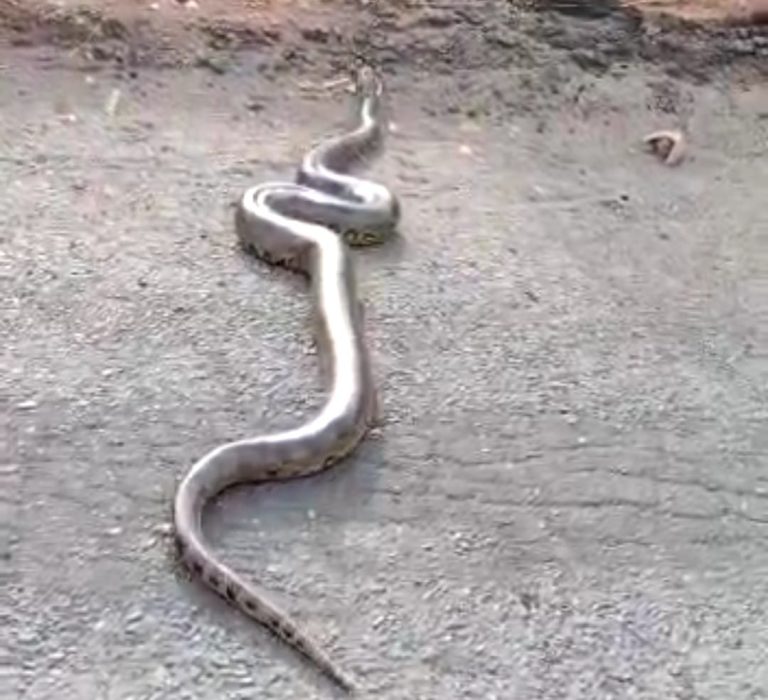 CATALÃO: COBRA SUCURI DE QUASE 4 METROS É FLAGRADA ATRAVESSANDO AVENIDA TRANQUILAMENTE