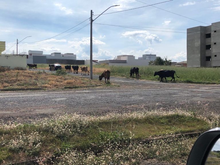 MORADORES DE DIFERENTES BAIRROS REGISTRAM ANIMAIS SOLTOS NAS RUAS